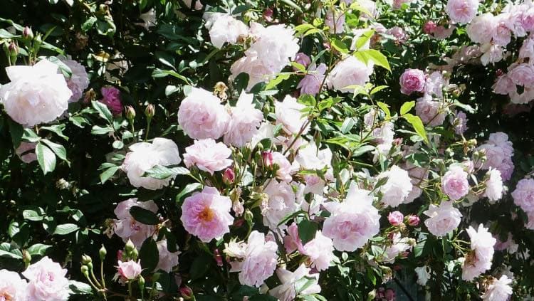 Photo 6 — Fête des Plantes